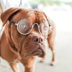 Lot de 3 Lunettes Adorables pour Animaux avec Monture en Fil Métallique & Verres Transparents - Parfaites pour Poupées, Chats, Chiens | Convient aux Poupées de 8\